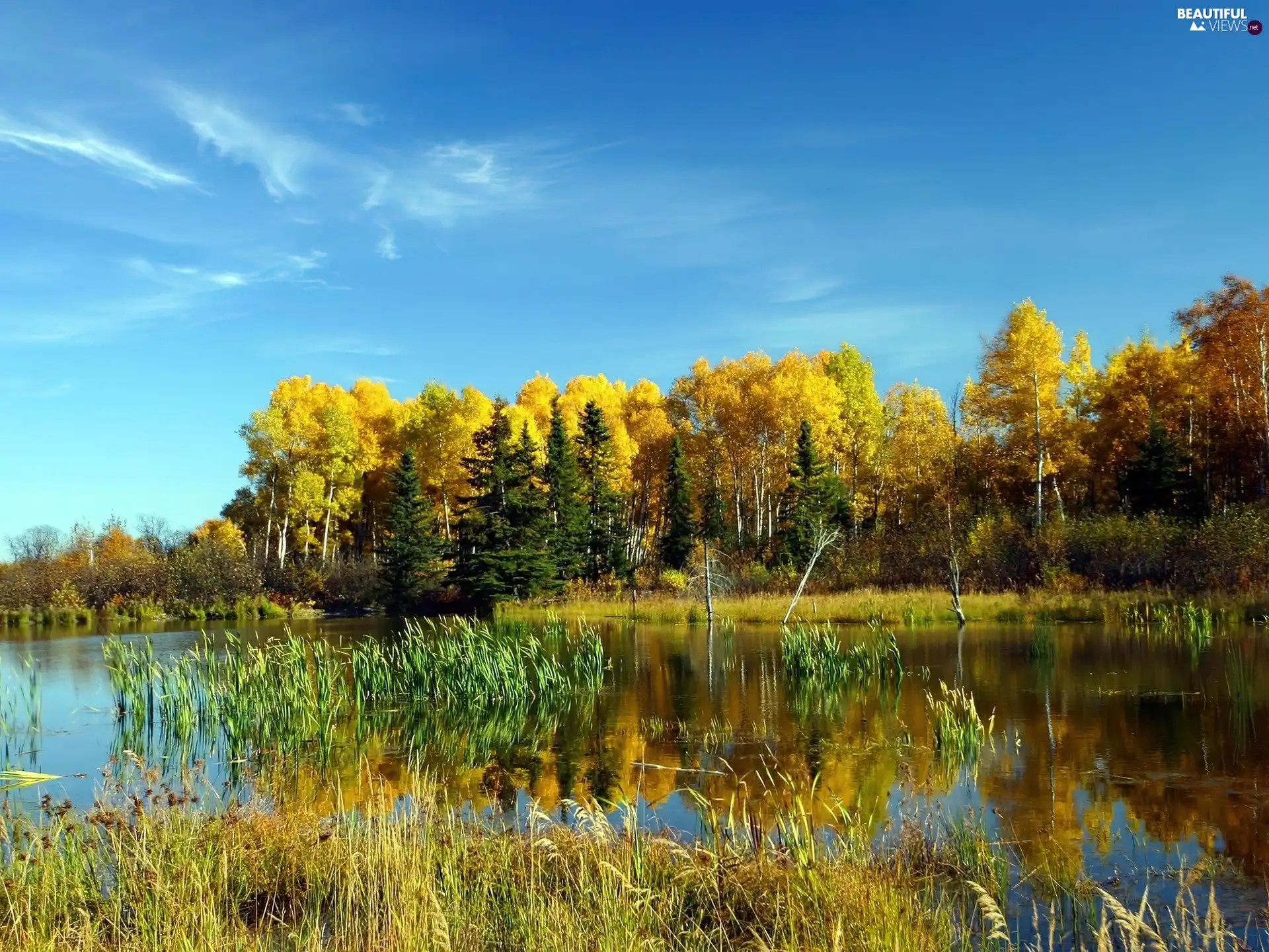 lake, forest, autumn, rushes