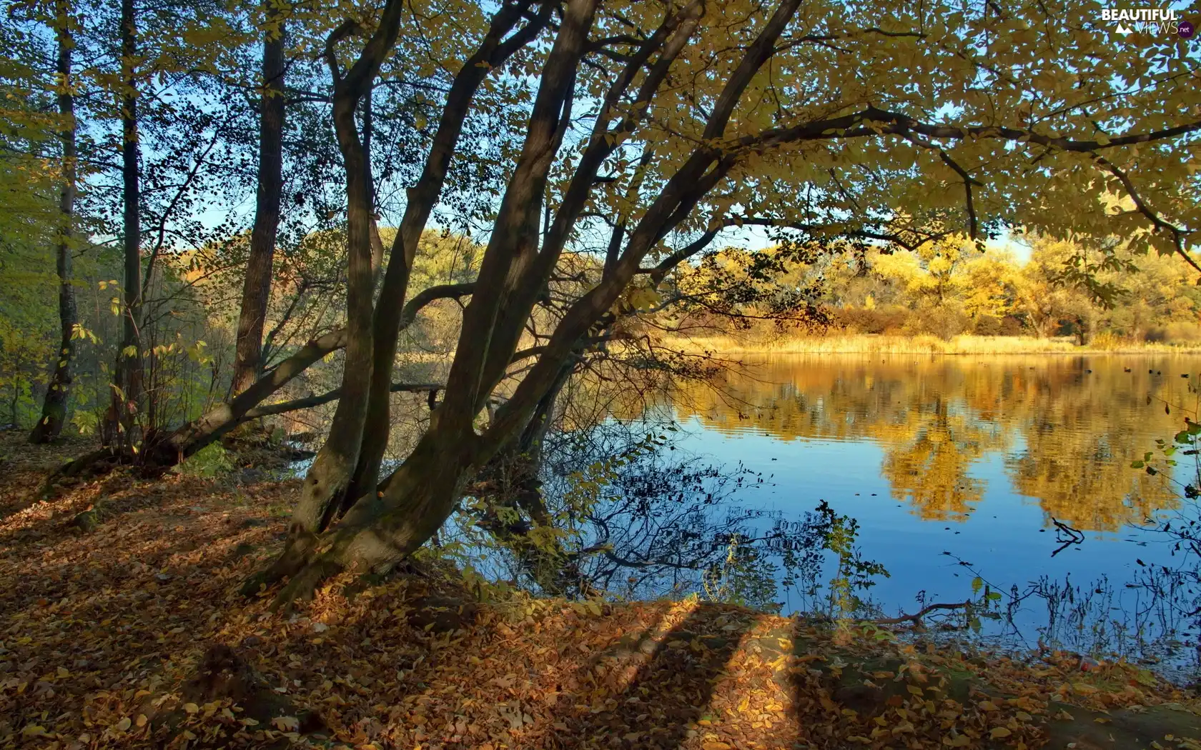 lake, viewes, autumn, trees
