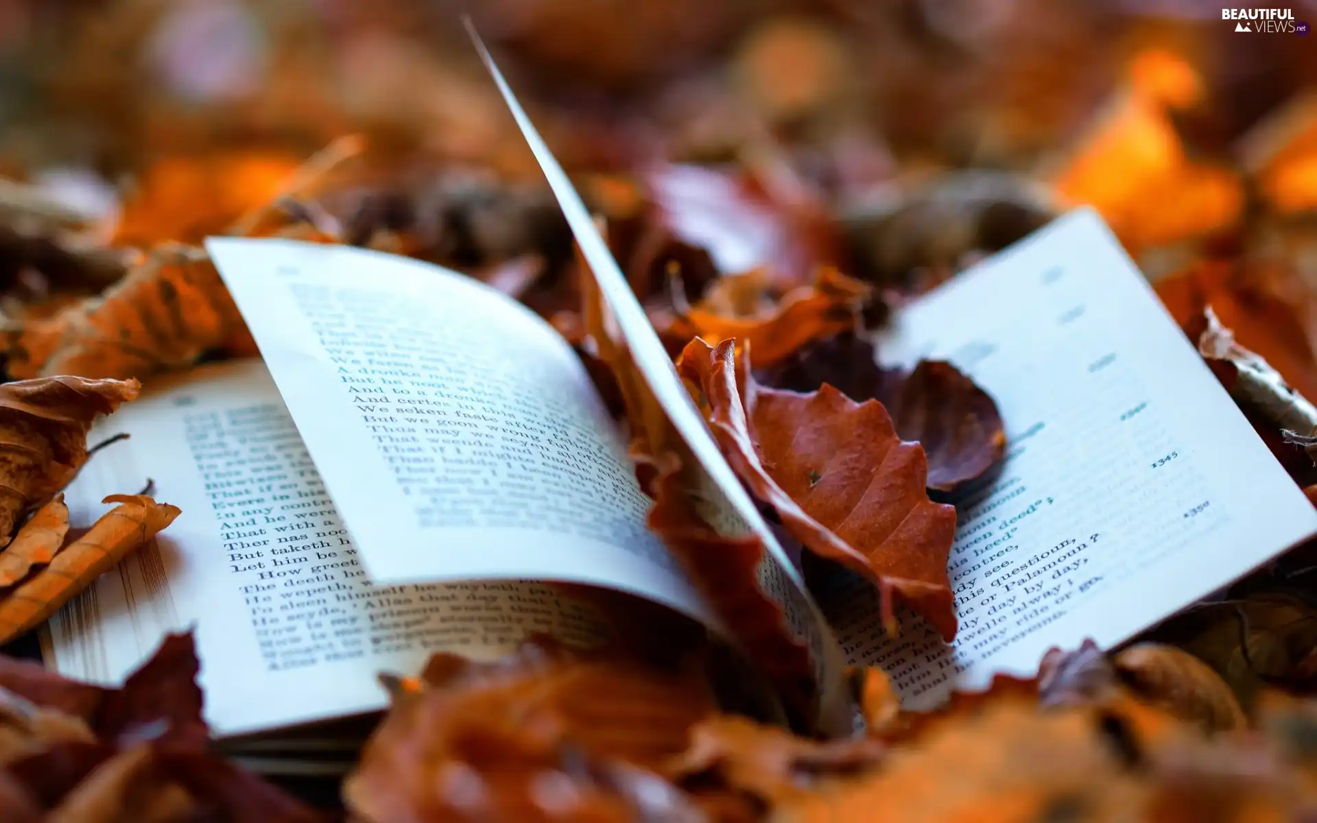 Autumn Book Leaf Beautiful Views Wallpapers 1920x1200
