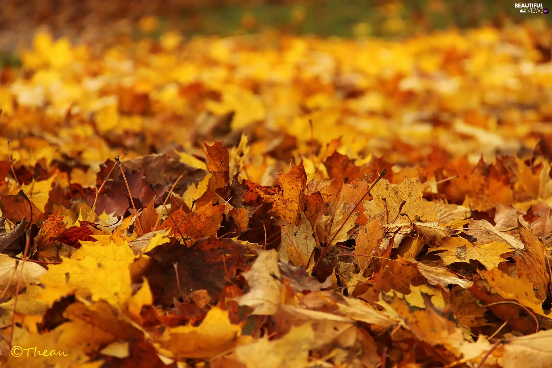 Autumn, dry, Leaf