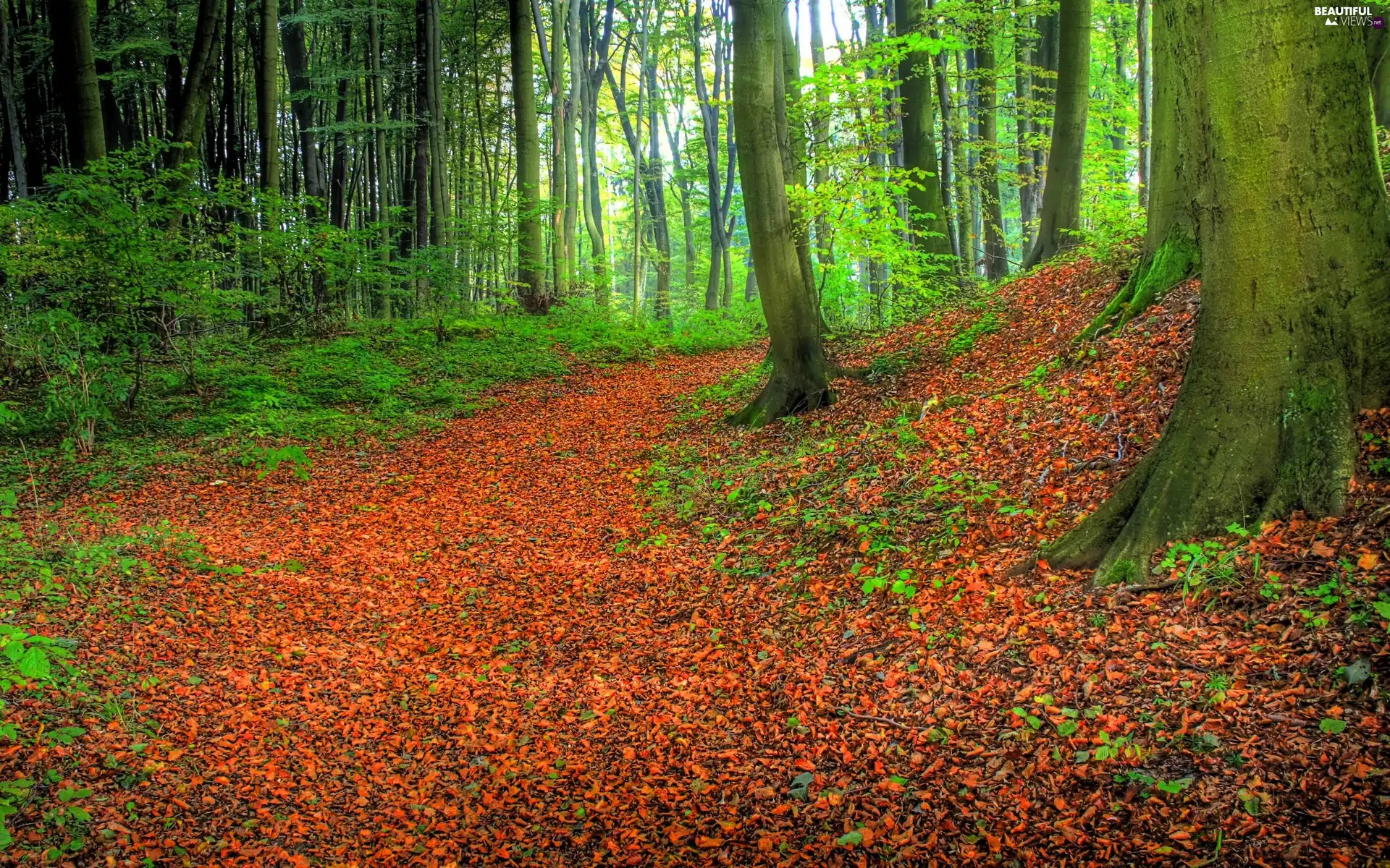 autumn, forest, Leaf