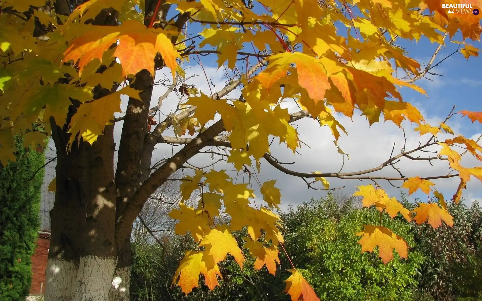 autumn, maple, Leaf