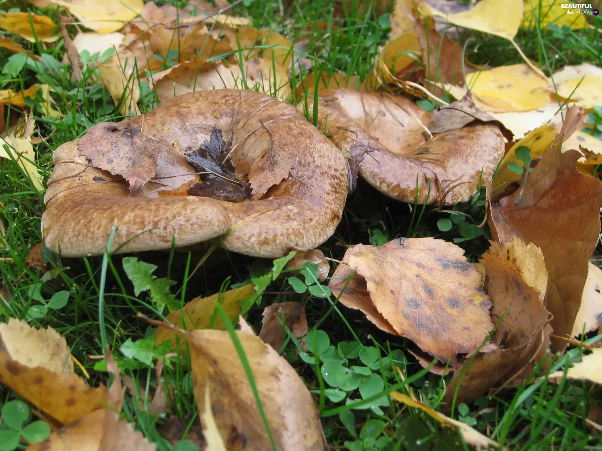autumn, mushrooms, Leaf