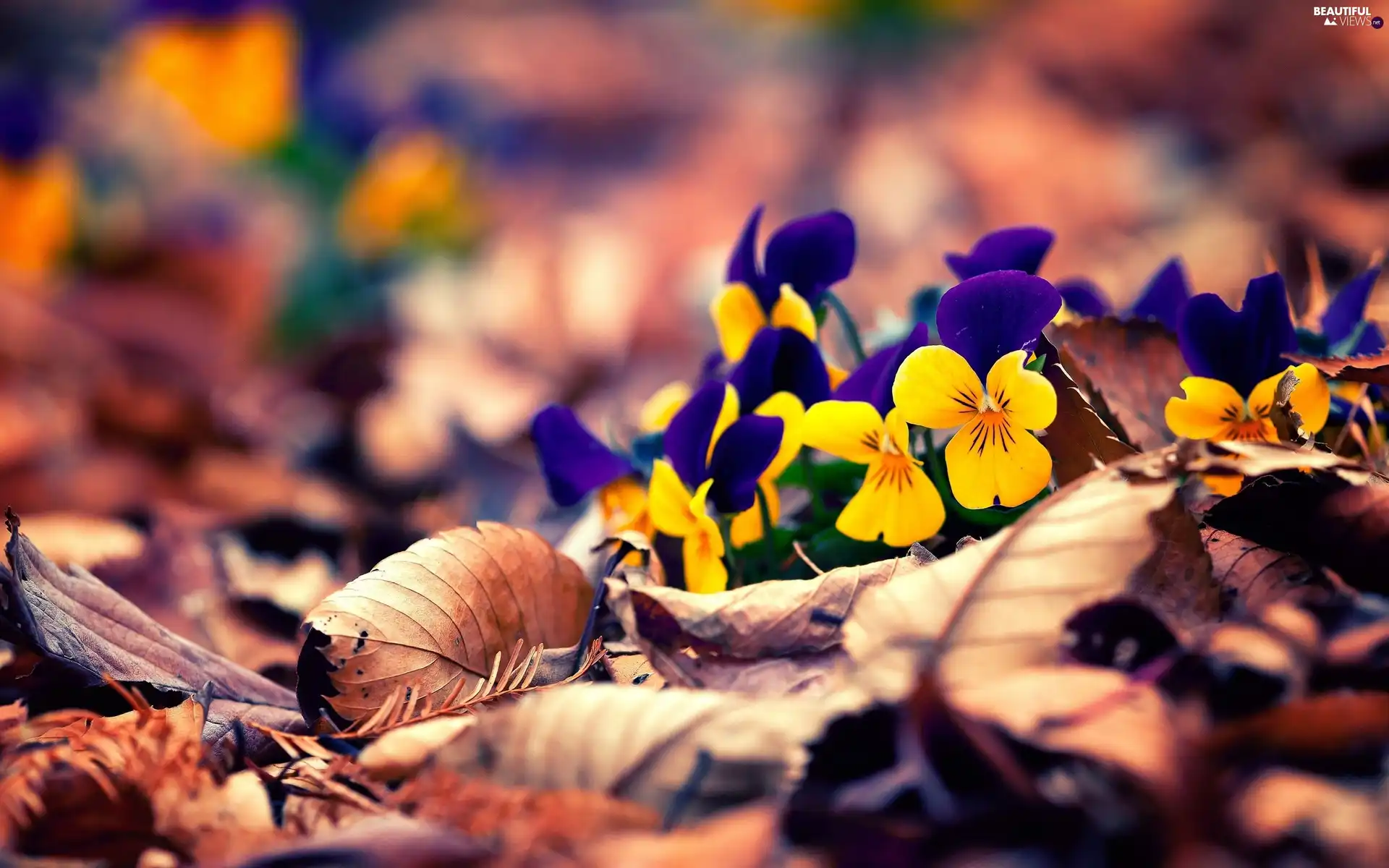 autumn, pansies, Leaf