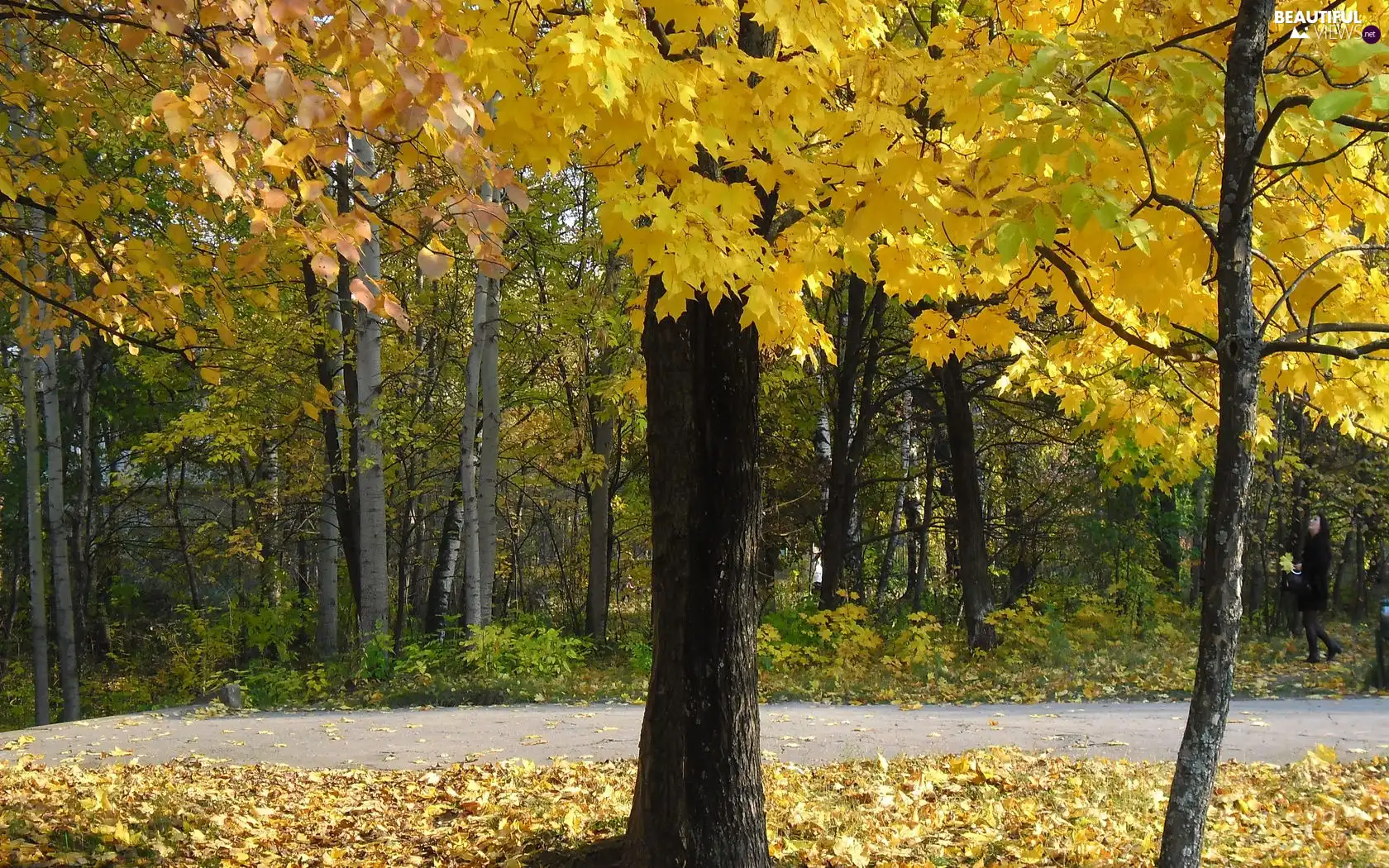 Autumn, Leaf, trees, viewes, Park