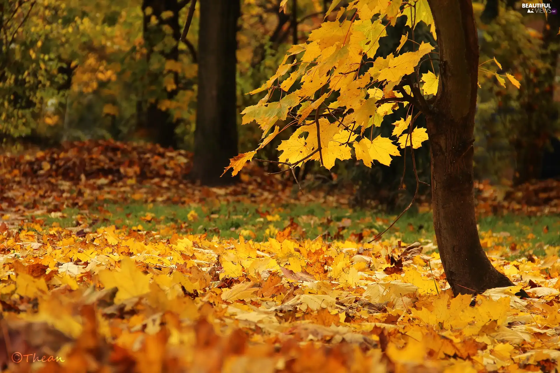 Autumn, Leaf, trunk, dry, trees