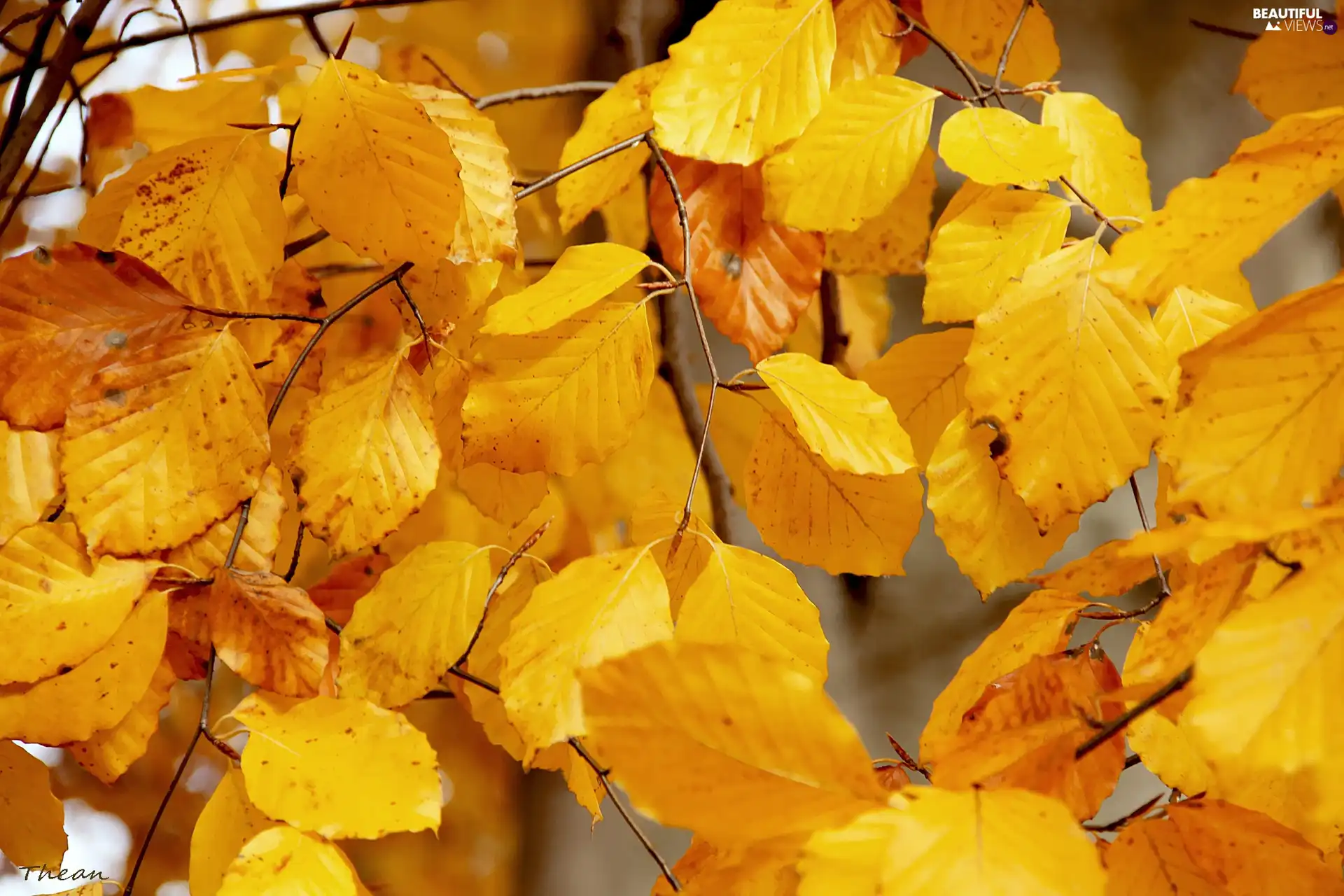 autumn, Yellow, Leaf