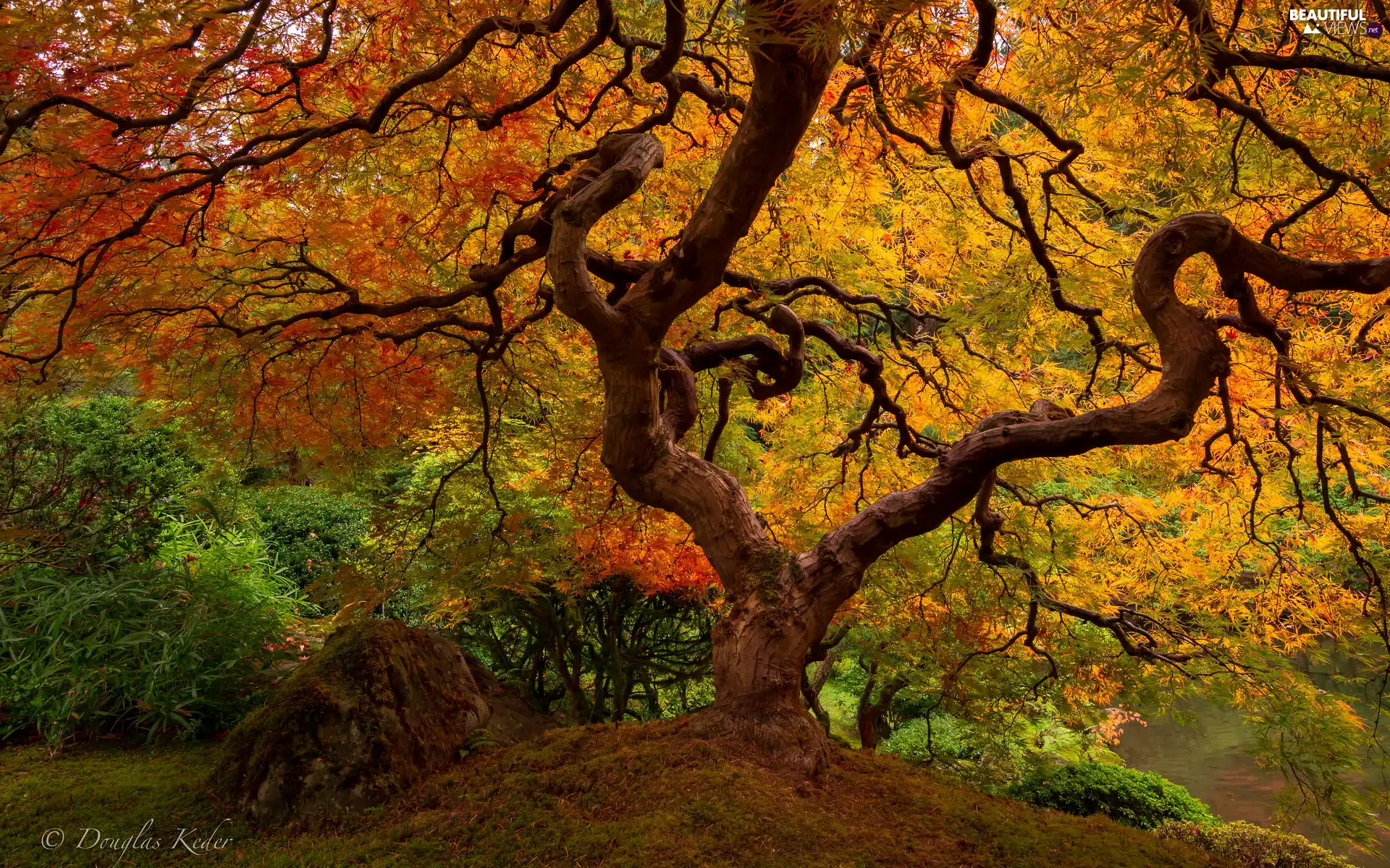 Maple Palm, trees, autumn