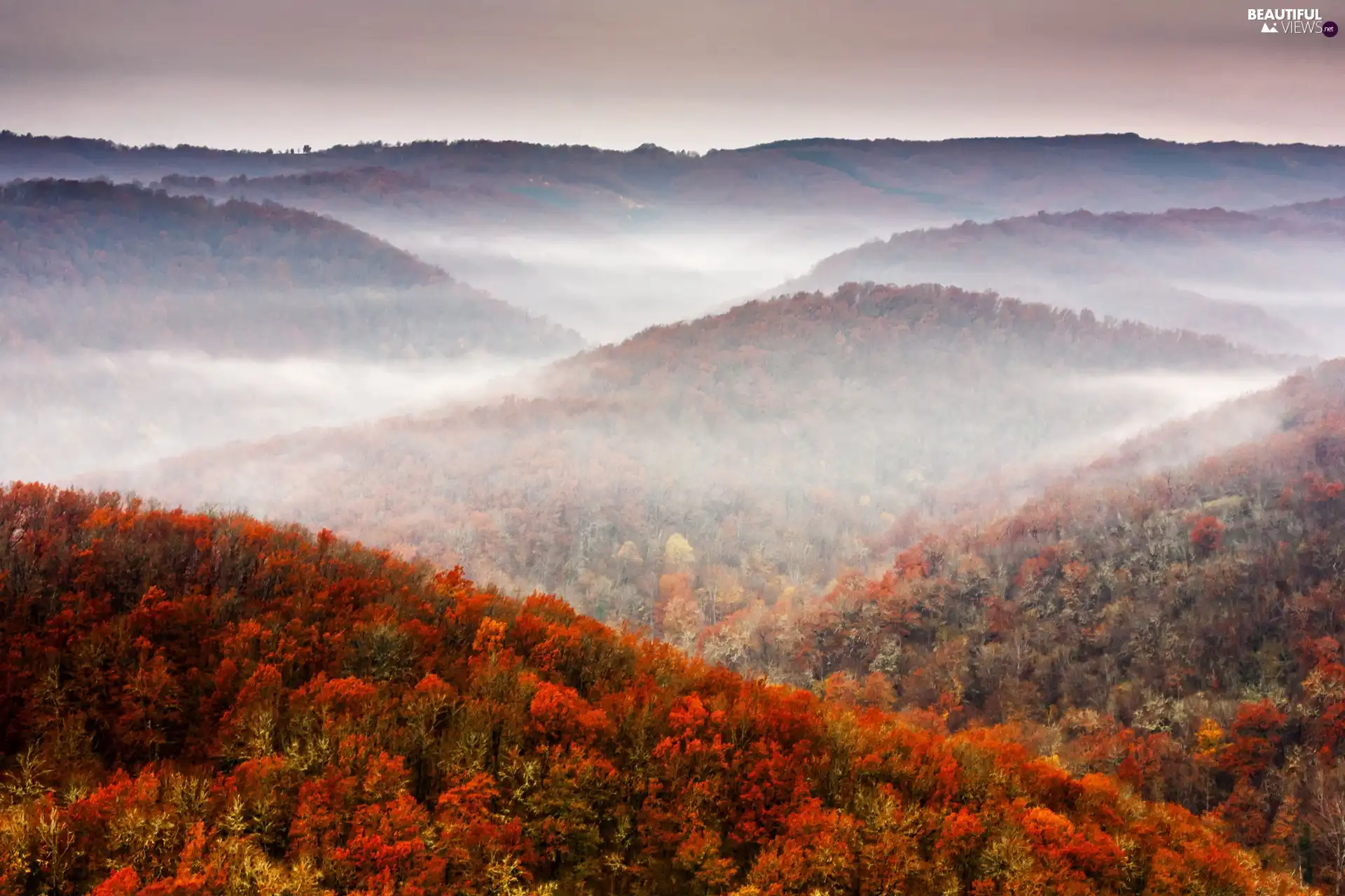 Mountains, Fog, autumn, forest