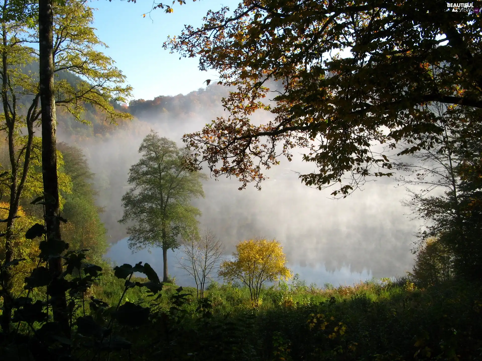 Mountains, Fog, autumn, woods