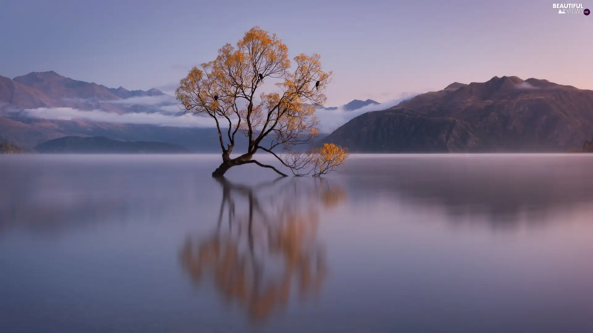 autumn, Wanaka Lake, South Island, trees, Sunrise, reflection, New Zeland