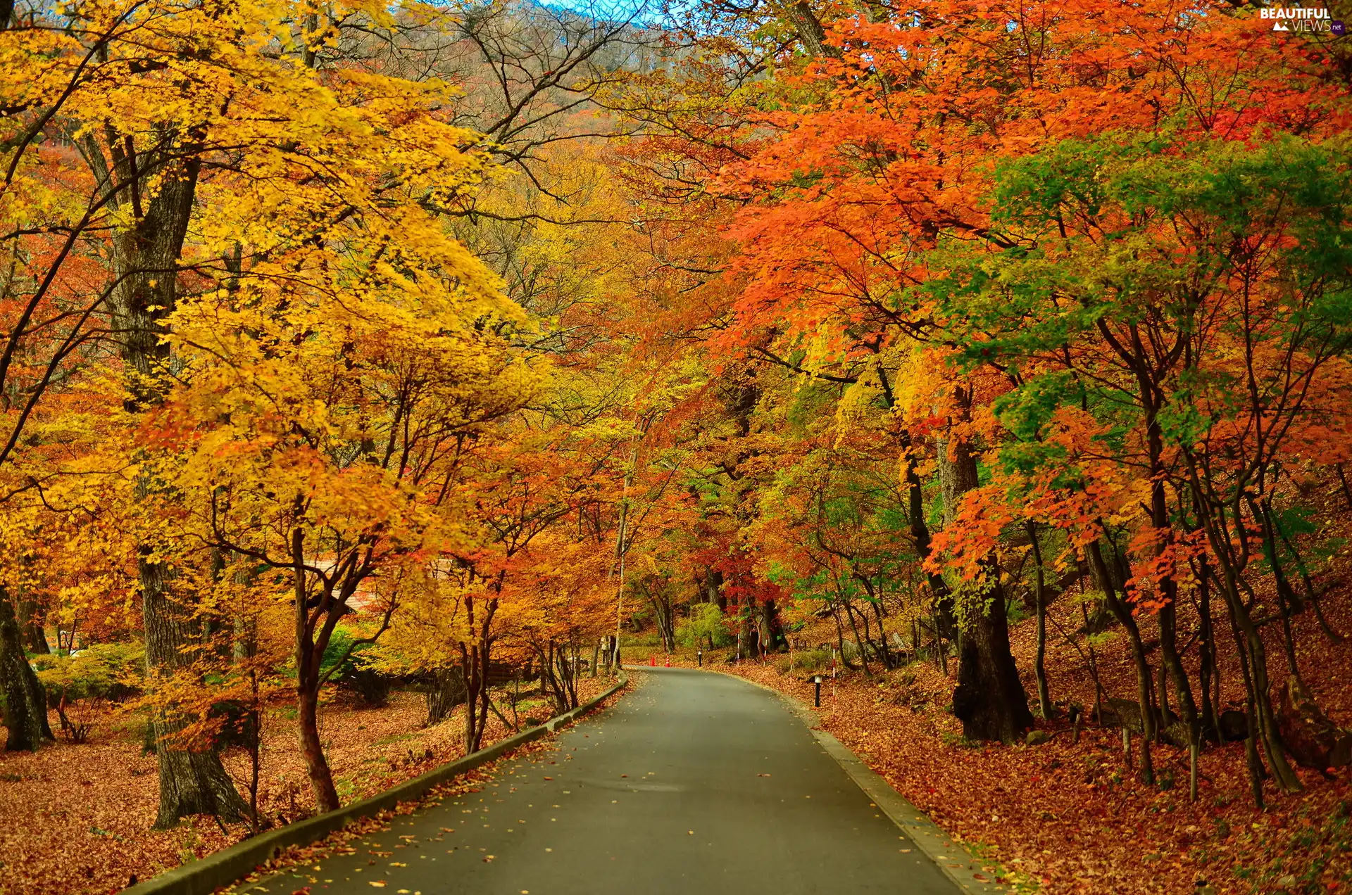 Way, viewes, Park, autumn, trees, lane, Leaf