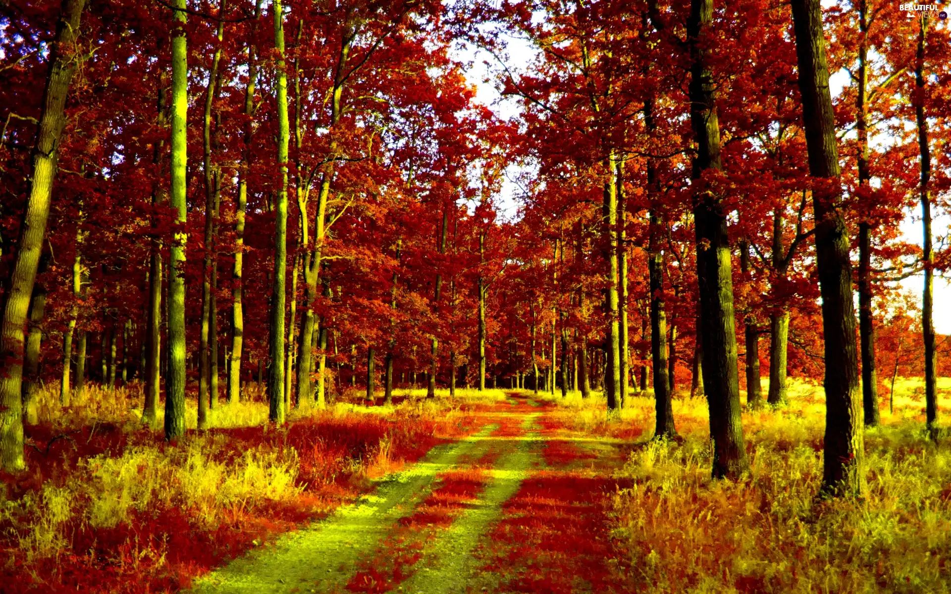 autumn, forest, Path