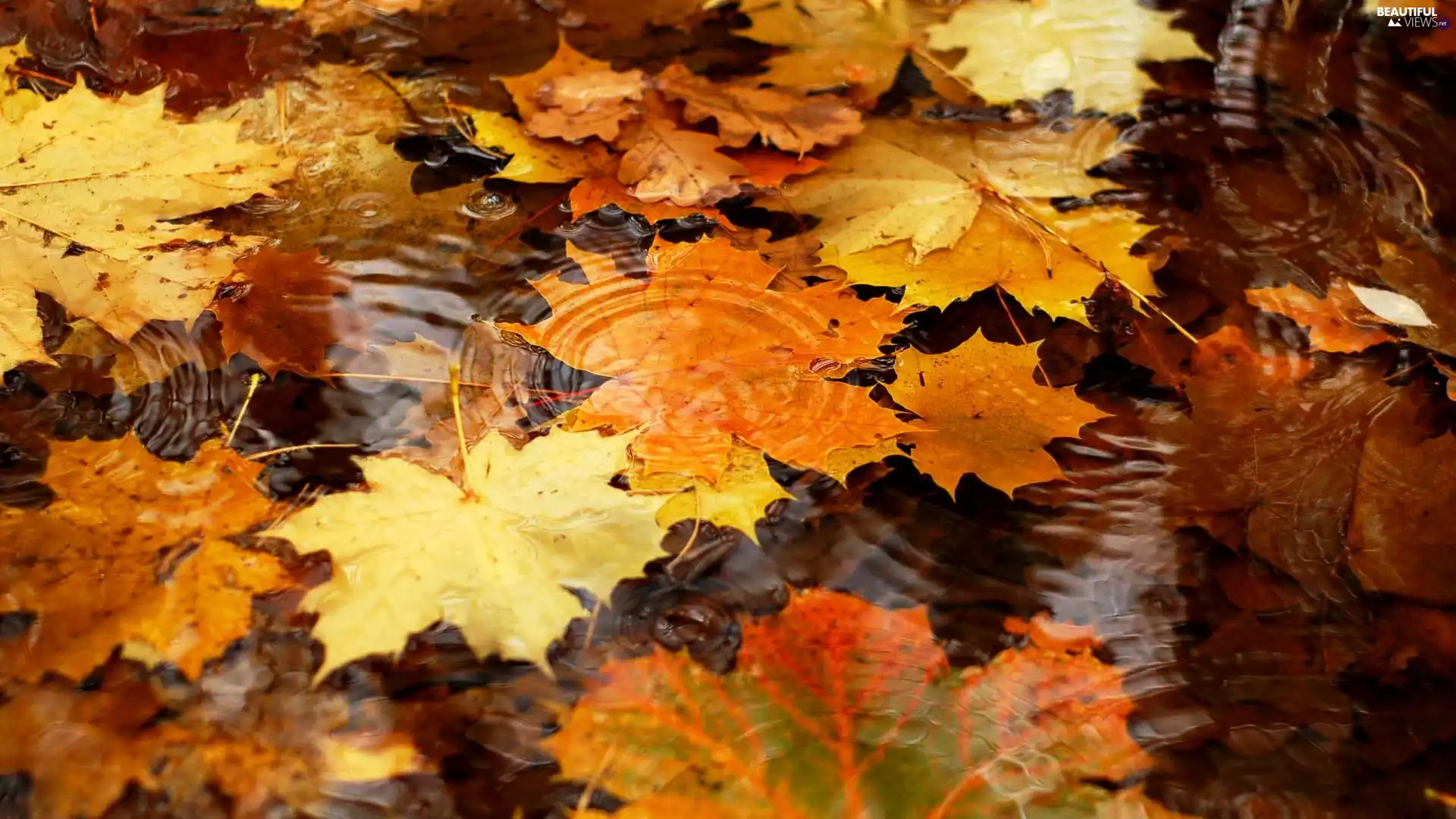 autumn, Leaf, puddle