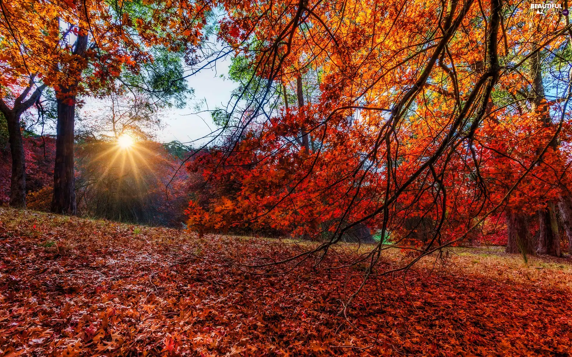 Leaf, viewes, branch pics, Park, trees, autumn, rays of the Sun