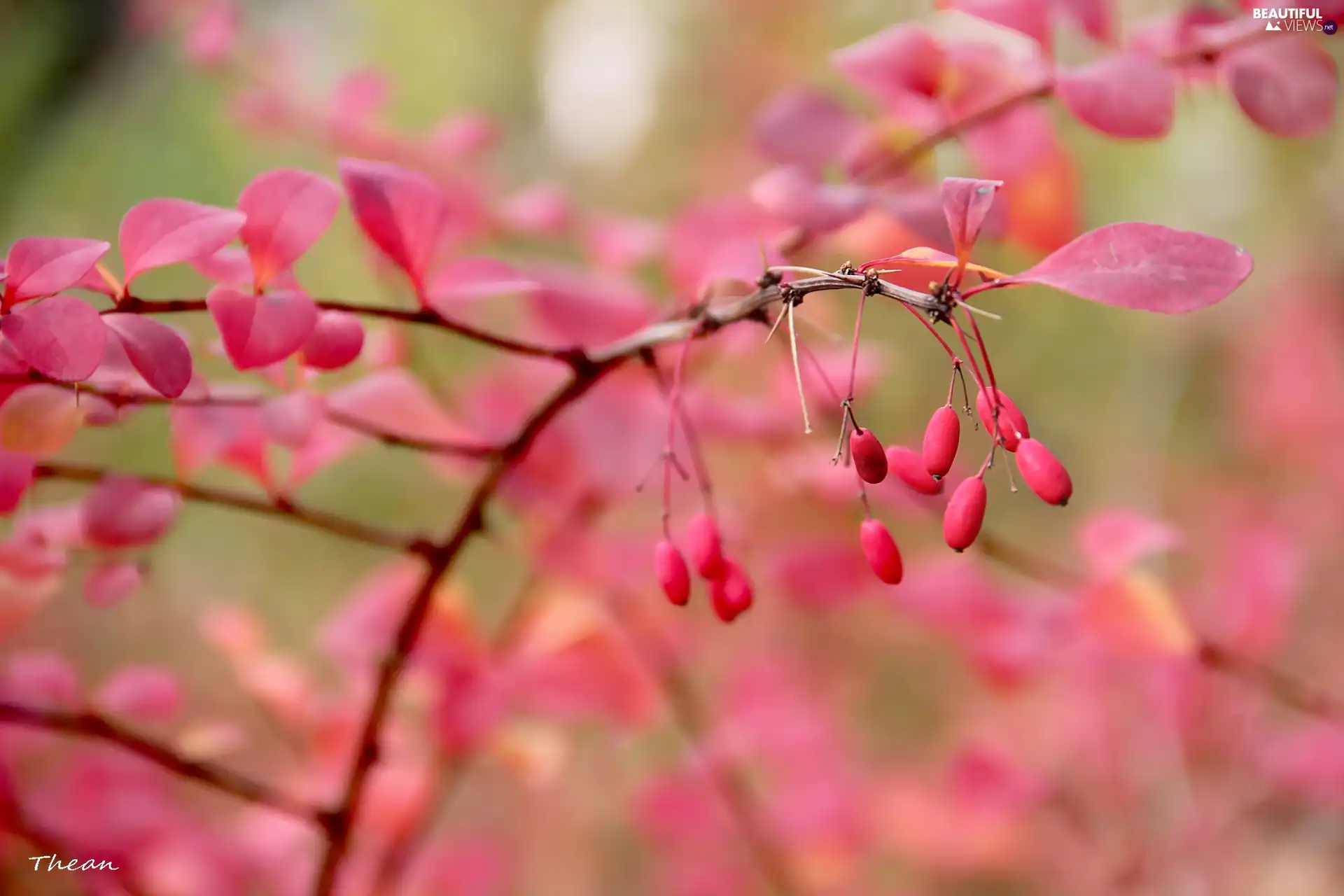 Red, blueberries, autumn, Leaf