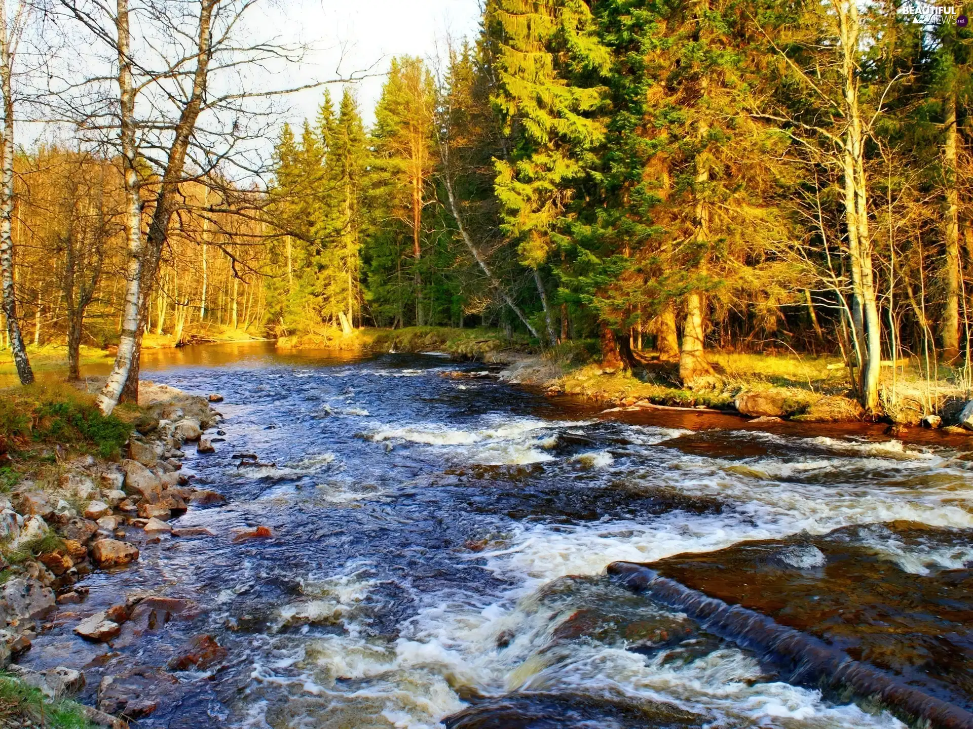 autumn, forest, River