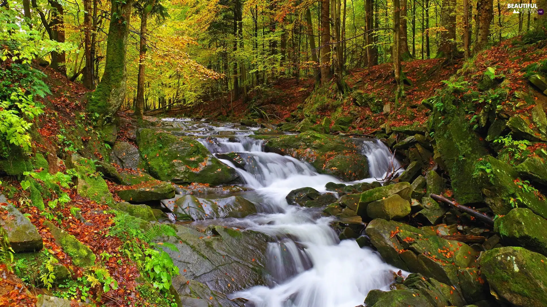 Stones, autumn, River, flux, forest