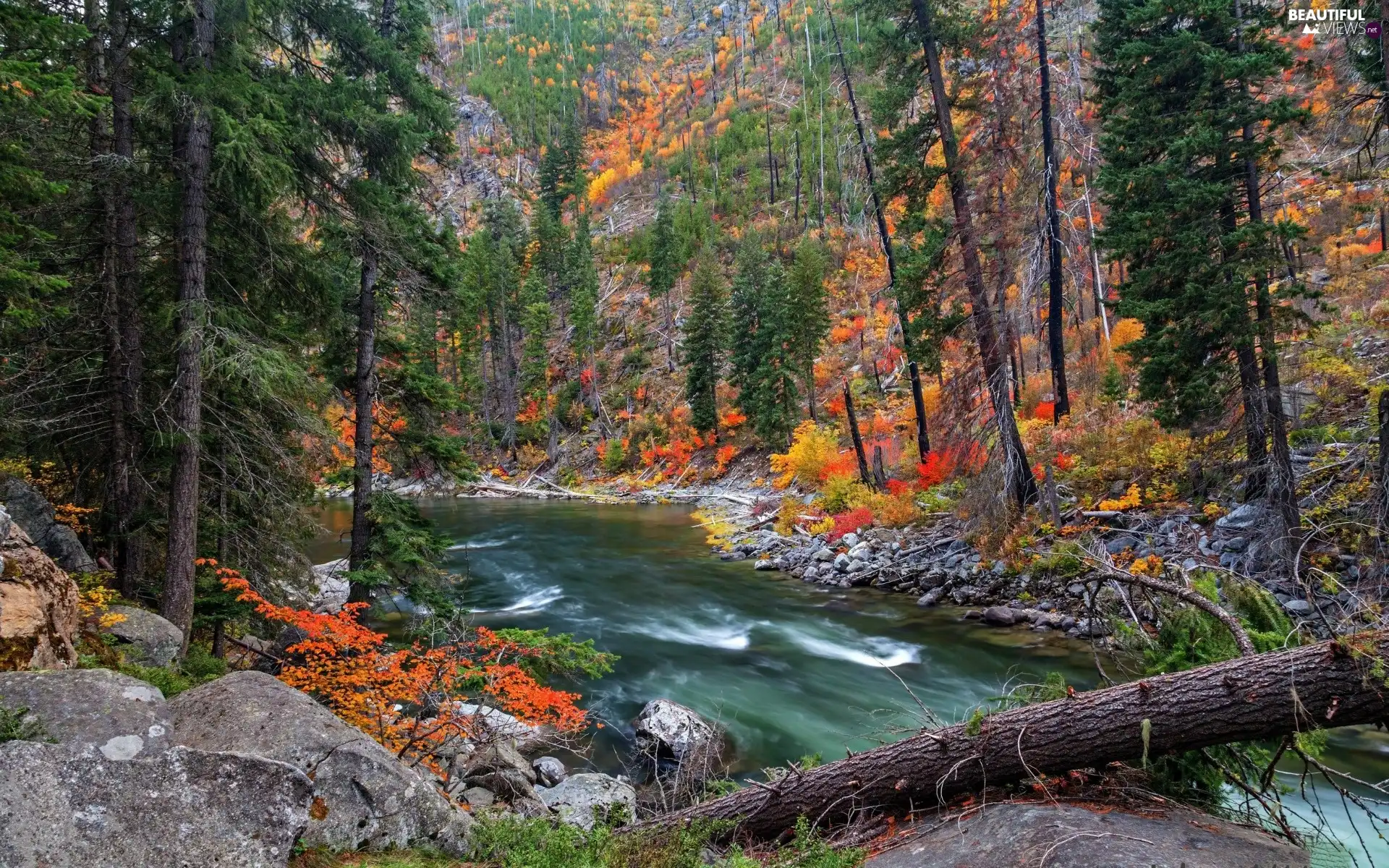 River, forest, autumn, rocks
