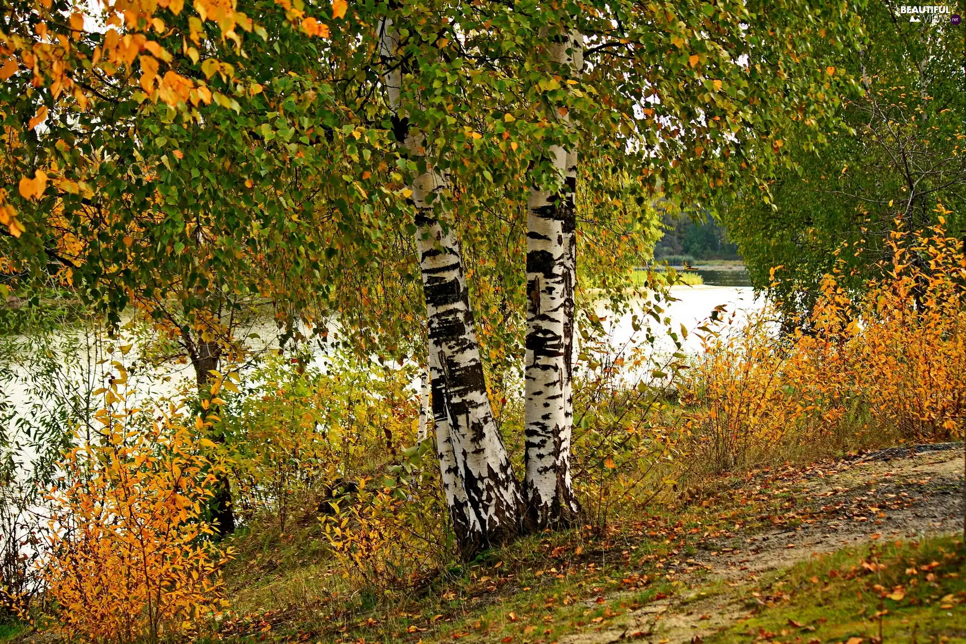 River, Leaf, autumn, birch