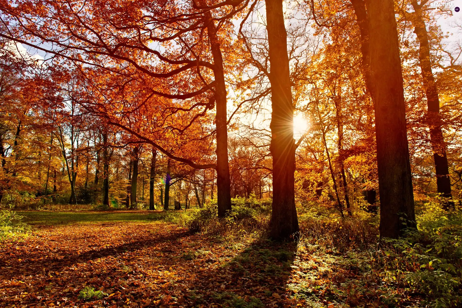 rays of the Sun, Park, autumn