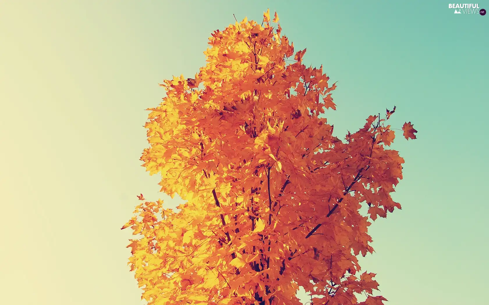 trees, autumn