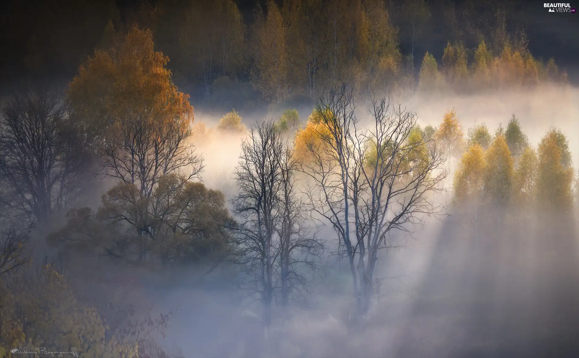 Fog, autumn, trees, viewes, Autumn