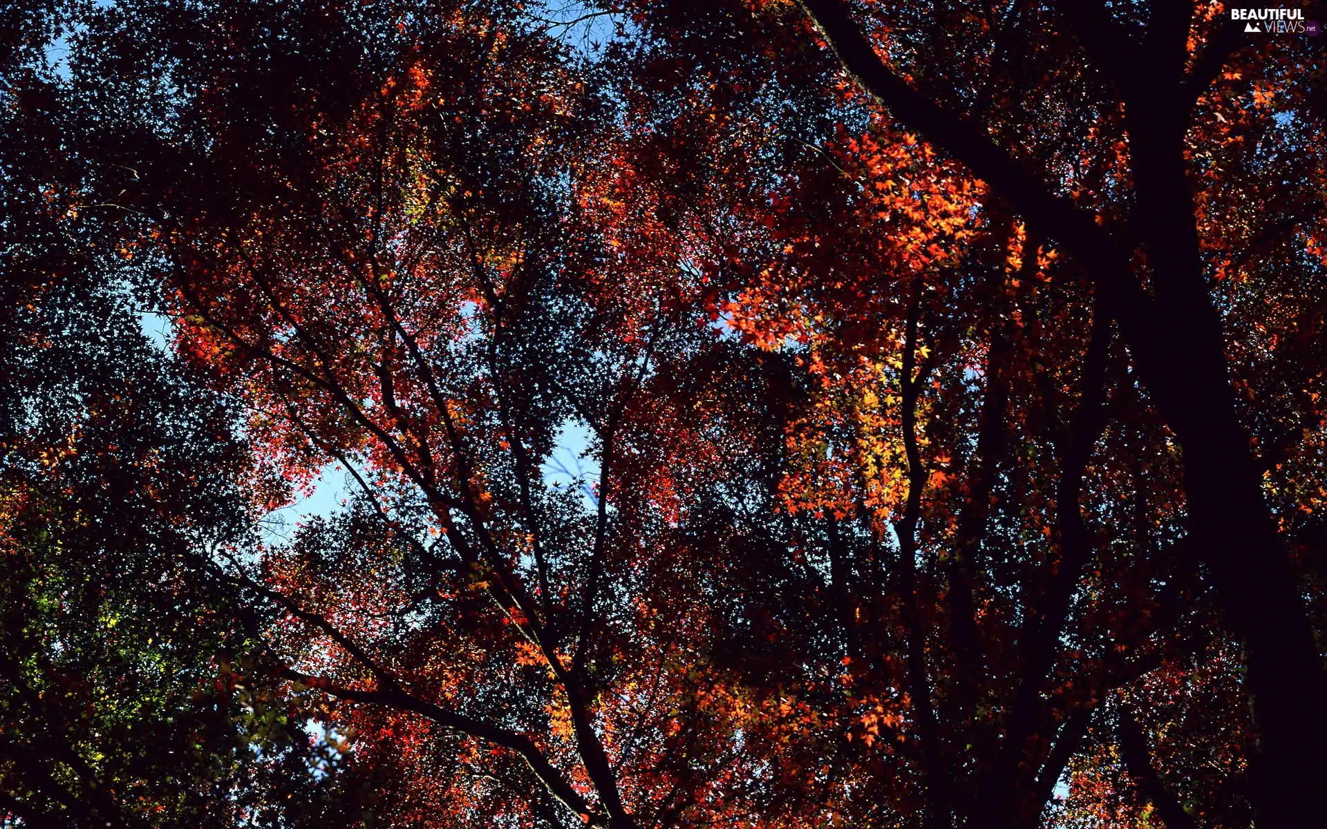autumn, Crown, trees