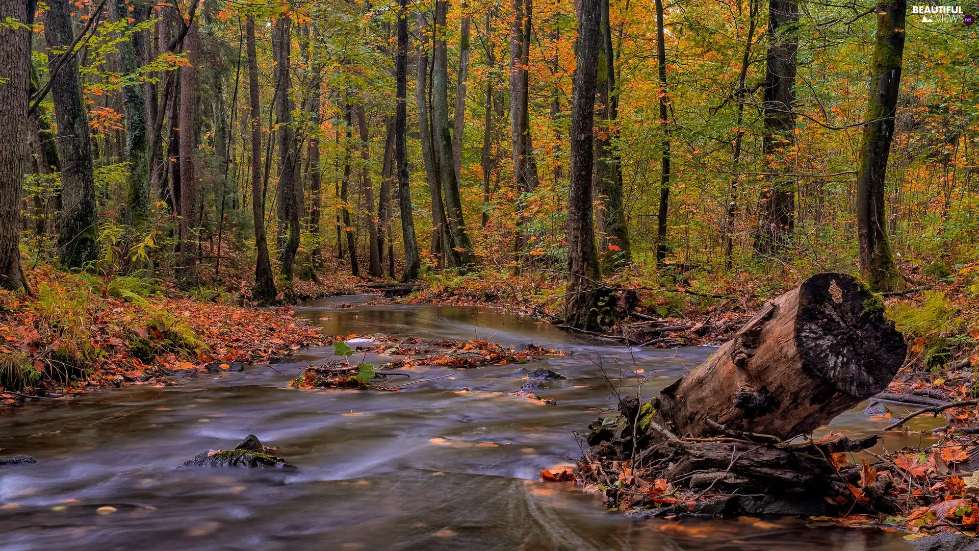 River, autumn, trees, viewes, forest