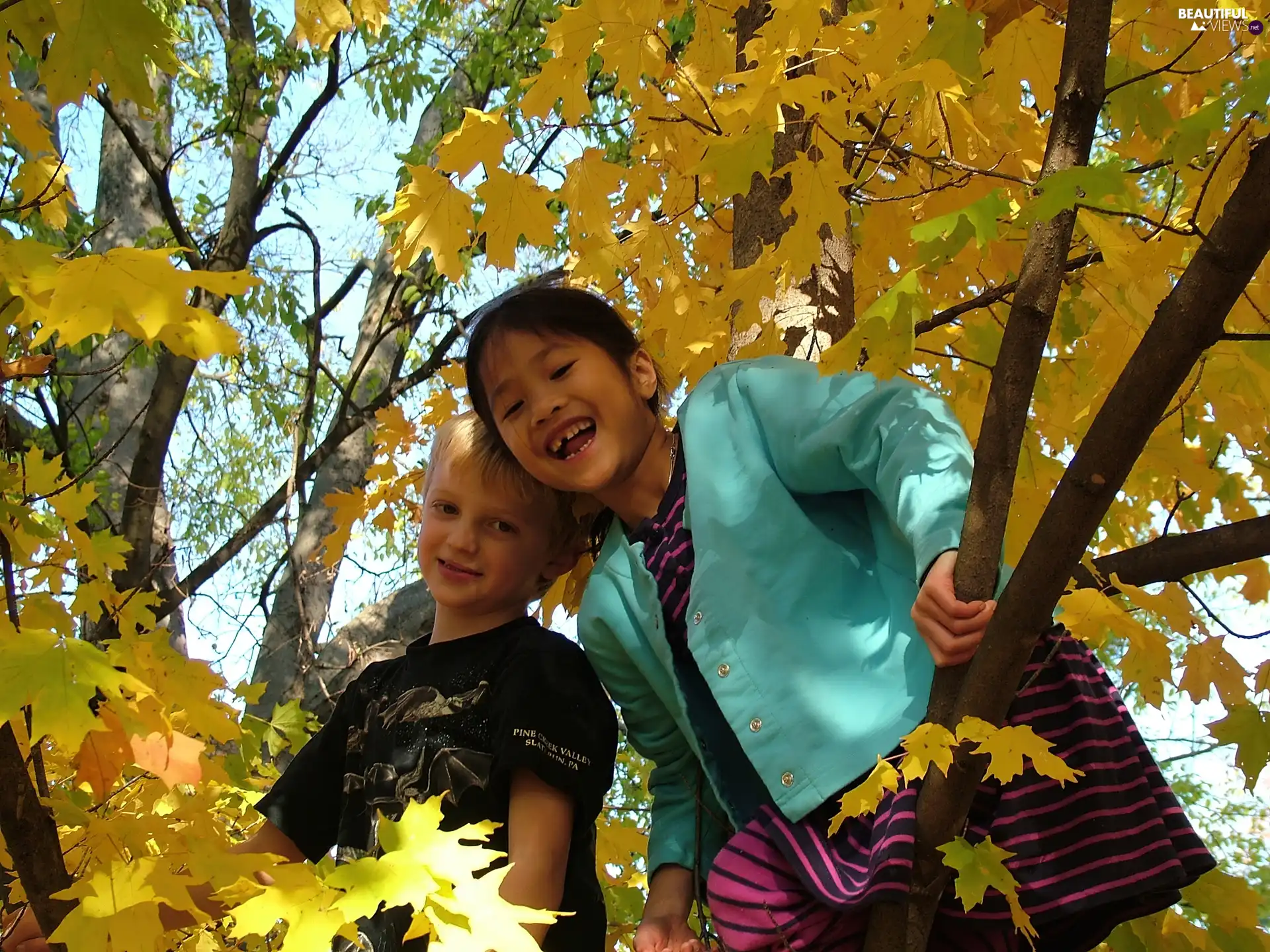 autumn, Kids, trees