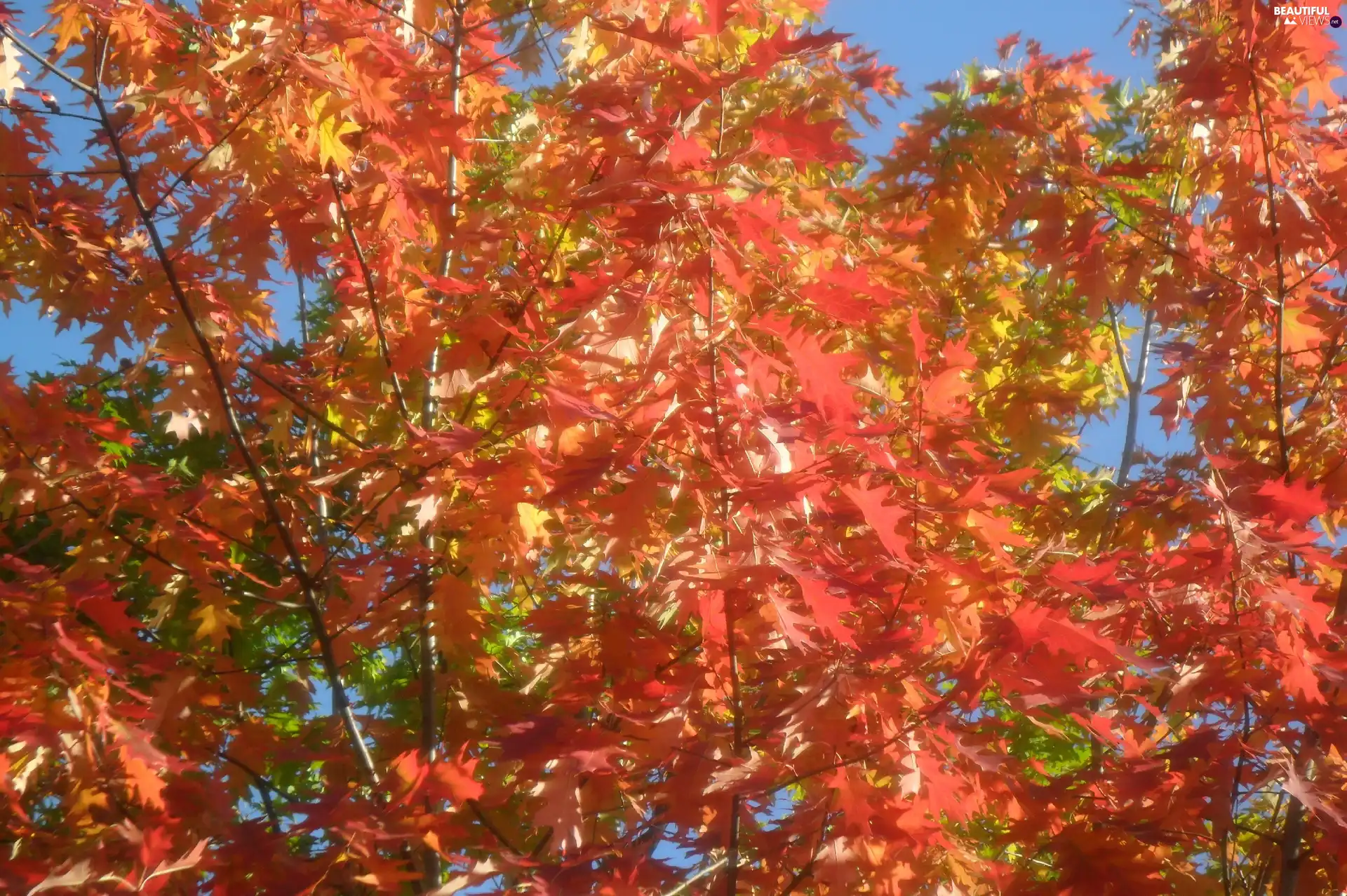 trees, Leaf, autumn, color
