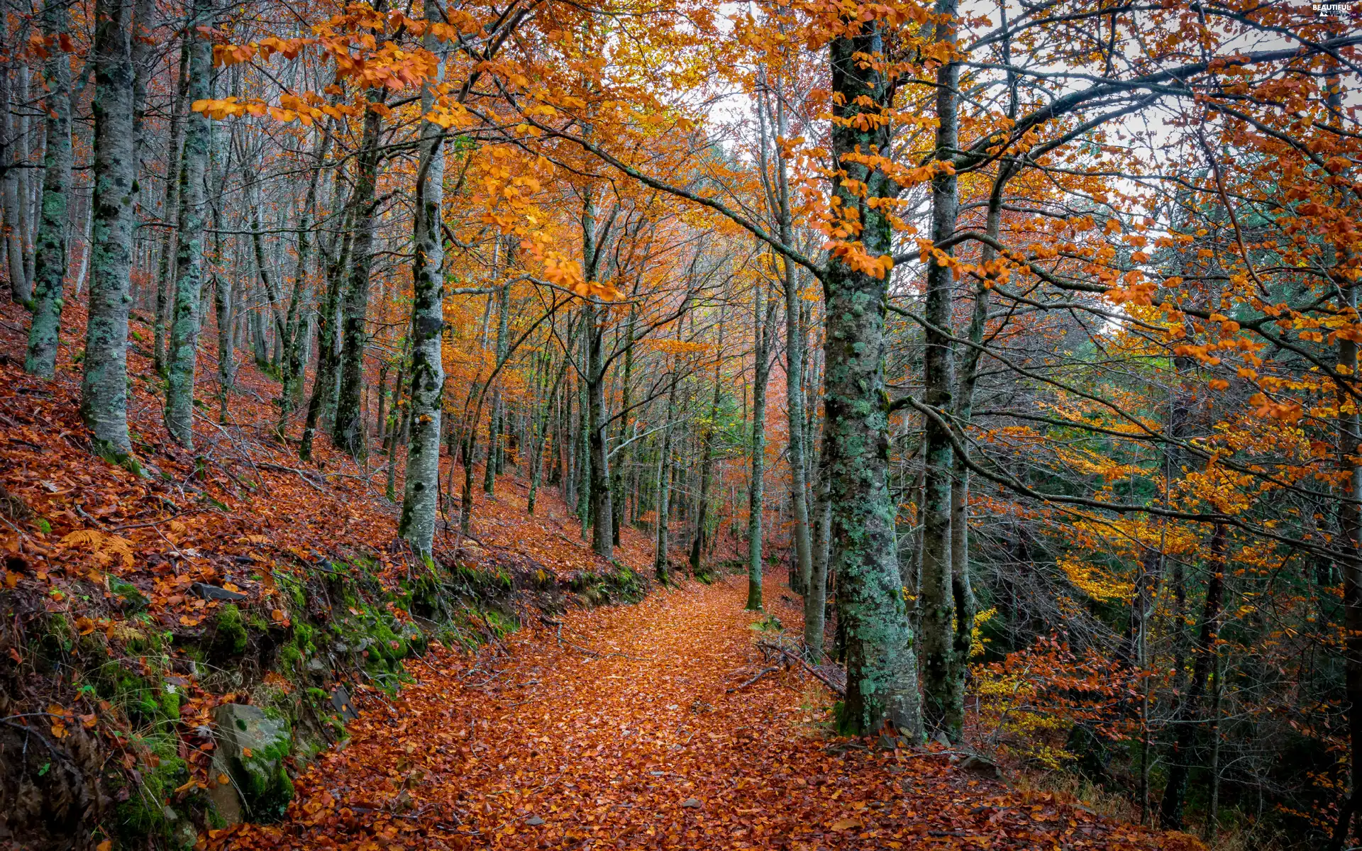 viewes, forest, Leaf, autumn, Path, trees