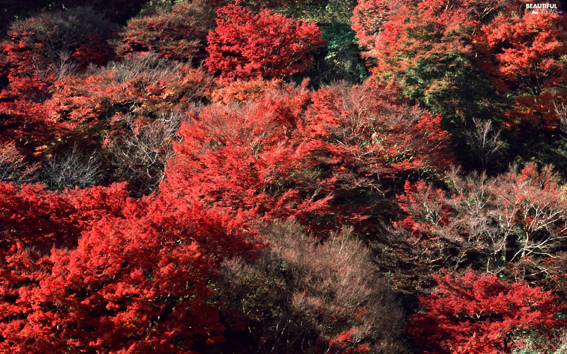 trees, Red, autumn, viewes