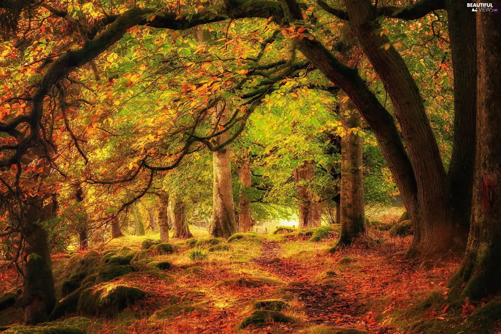 viewes, forest, Stones, autumn, Path, trees