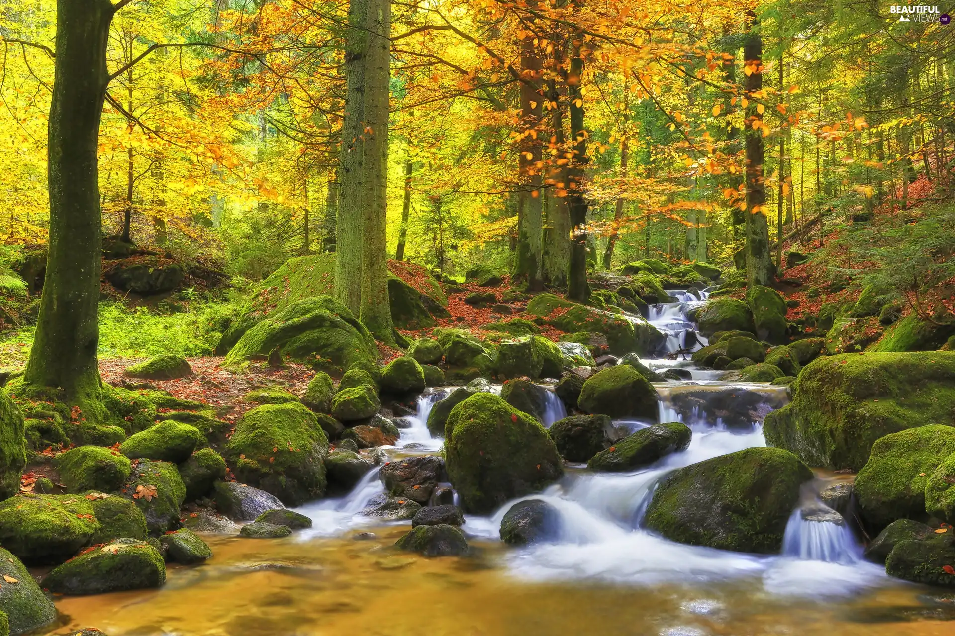 viewes, forest, Stones, autumn, River, trees