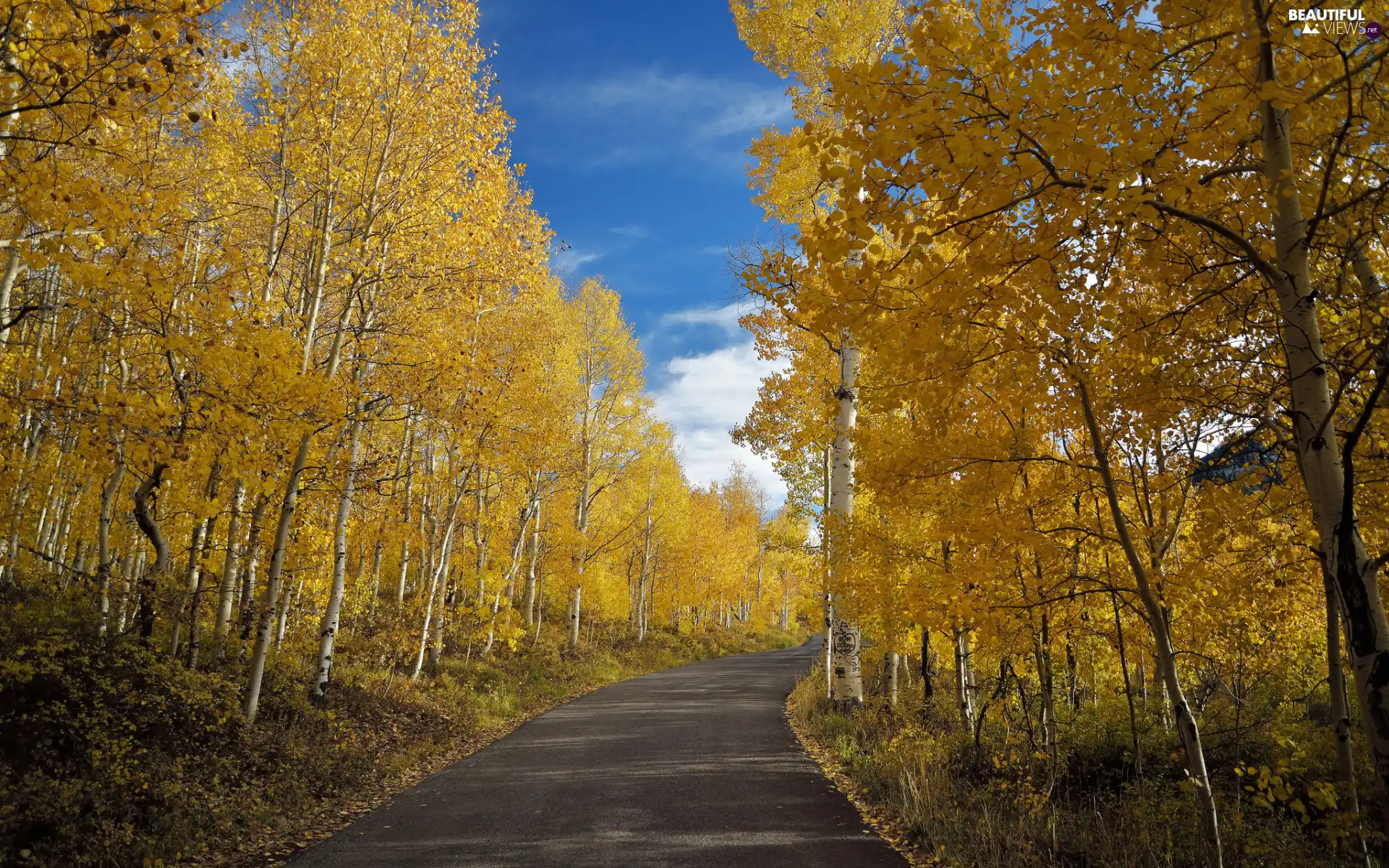 trees, Way, birch, autumn, viewes, turn