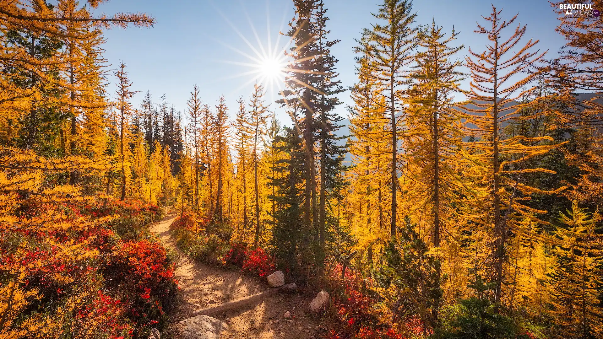 forest, trees, Path, Washington State, color, autumn, viewes, The United States, North Cascades National Park, Plants