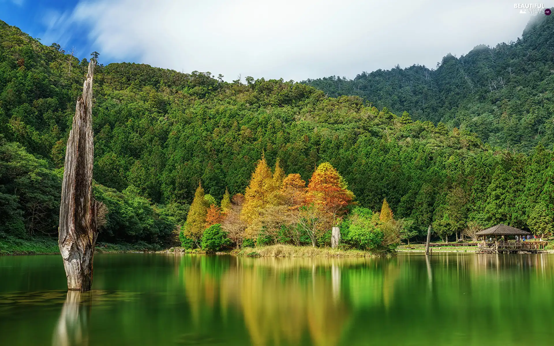 forest, trees, arbour, autumn, River, viewes