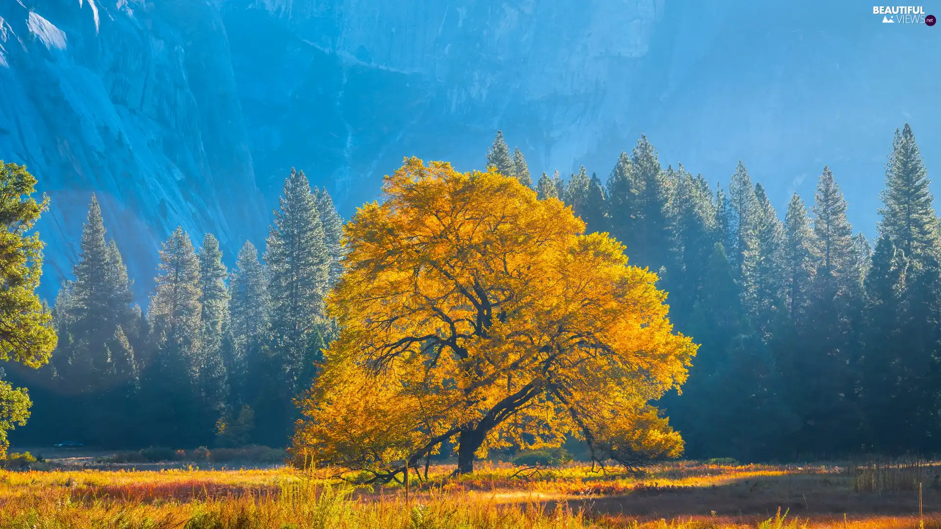 trees, trees, Leaf, autumn, Yellowed, viewes