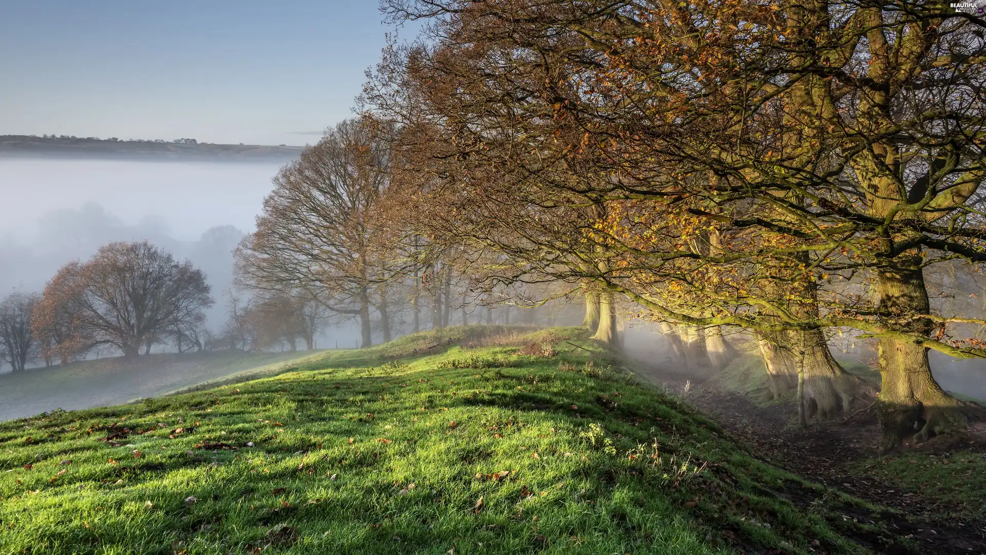 Hill, autumn, viewes, Fog, trees