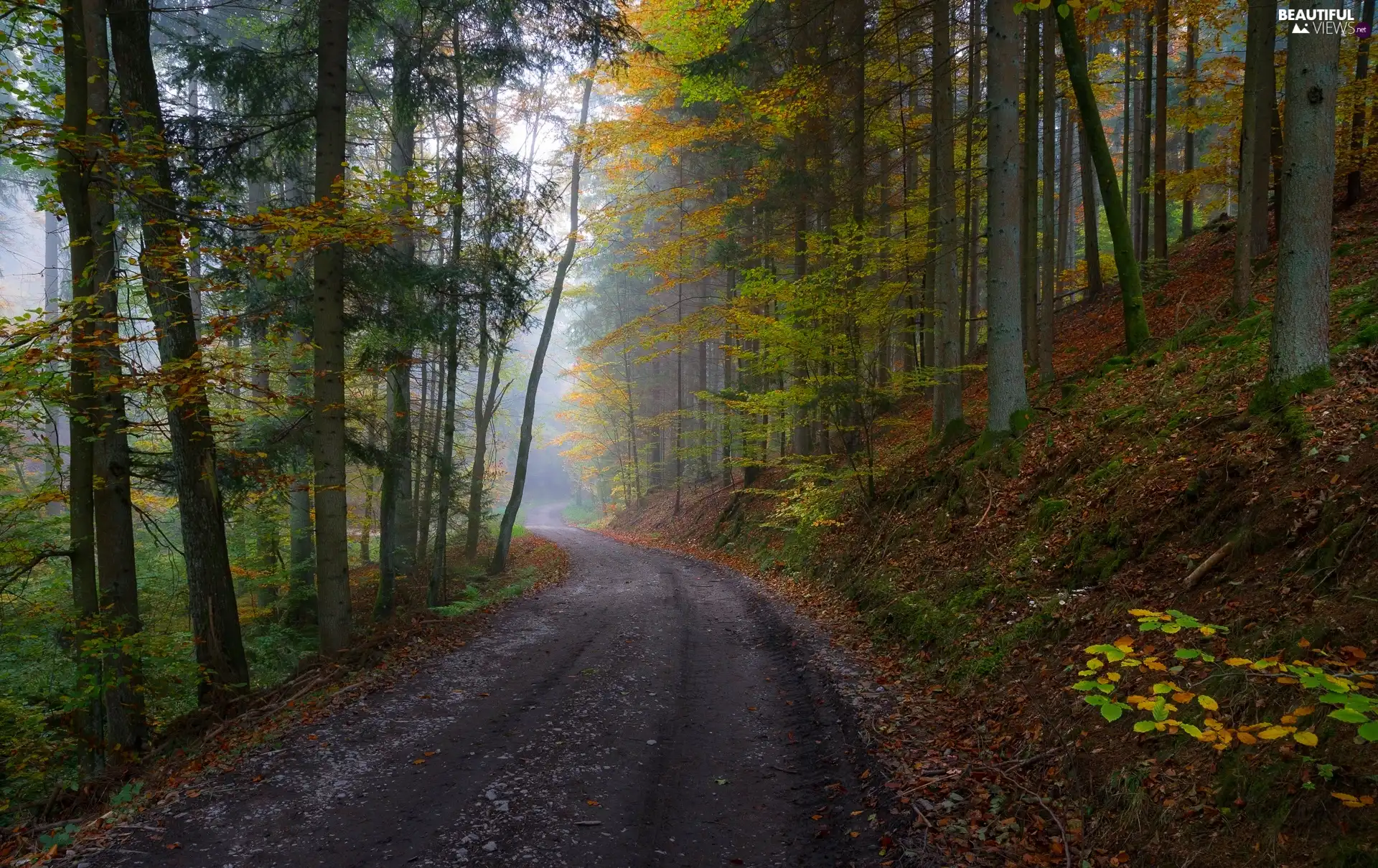 trees, forest, Fog, autumn, viewes, Way