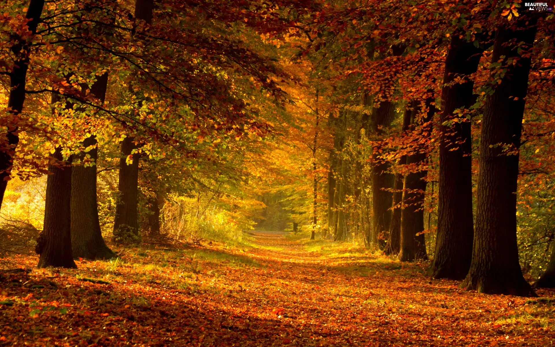 autumn, forest, Way