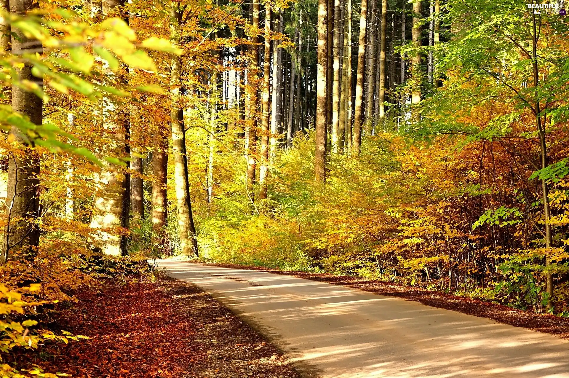 autumn, forest, Way