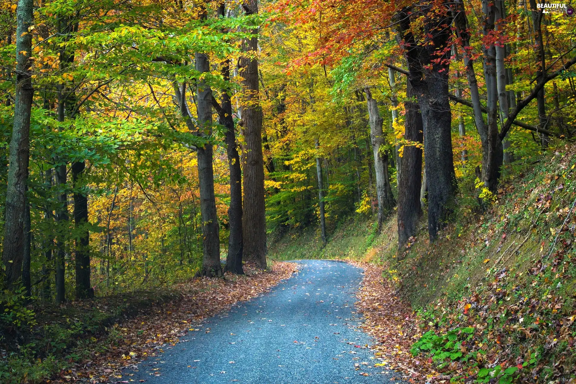 autumn, forest, Way