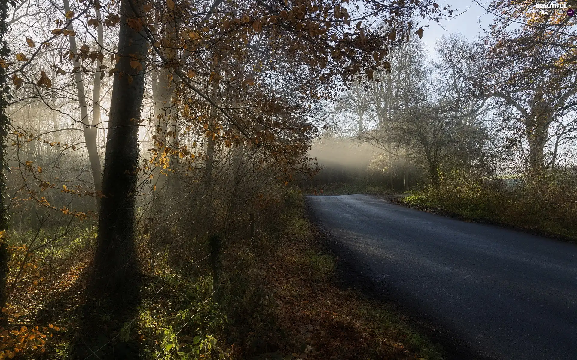 Way, viewes, autumn, trees