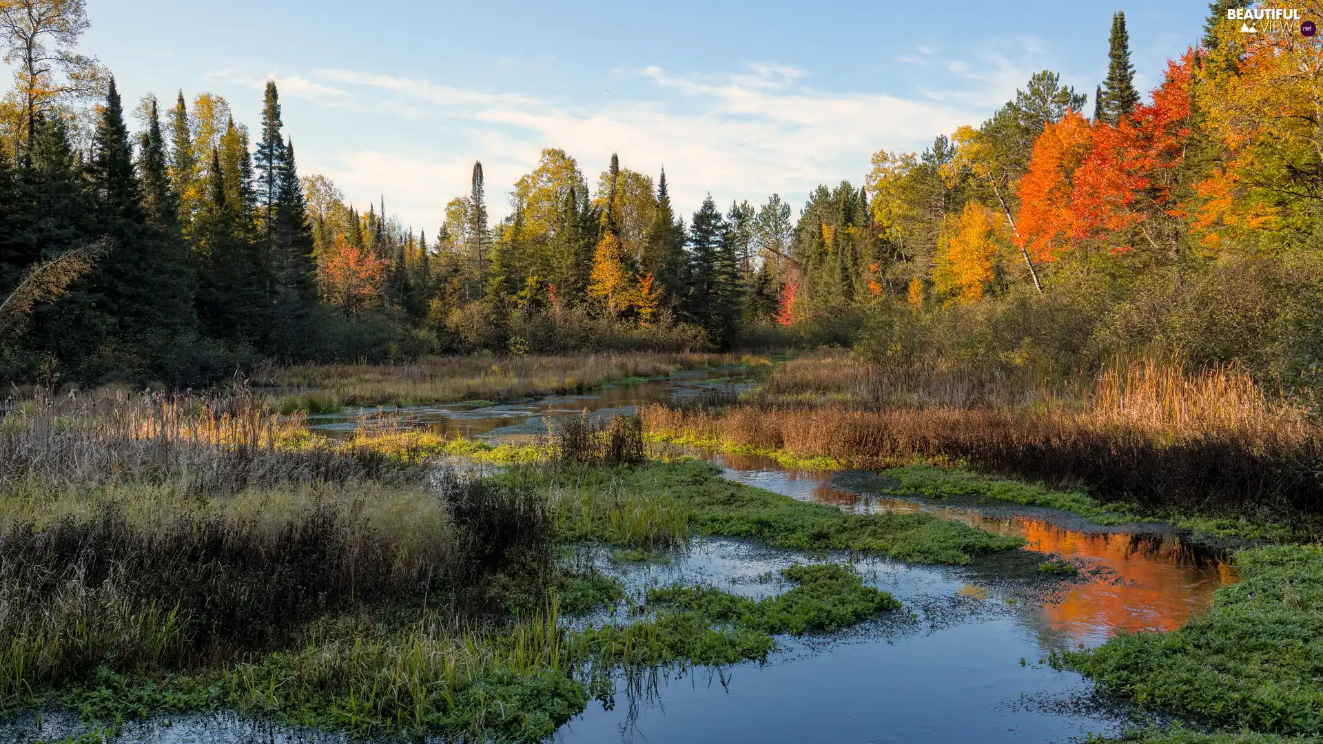 trees, River, forest, autumn, viewes, Wetlands