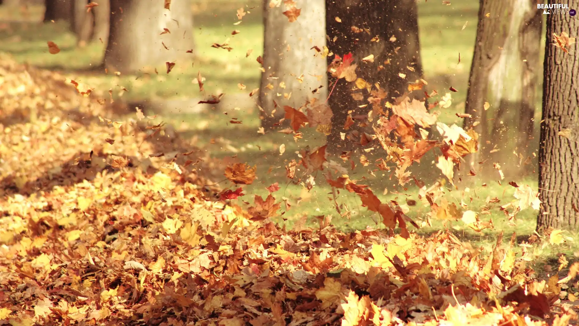 autumn, Leaf, Wind
