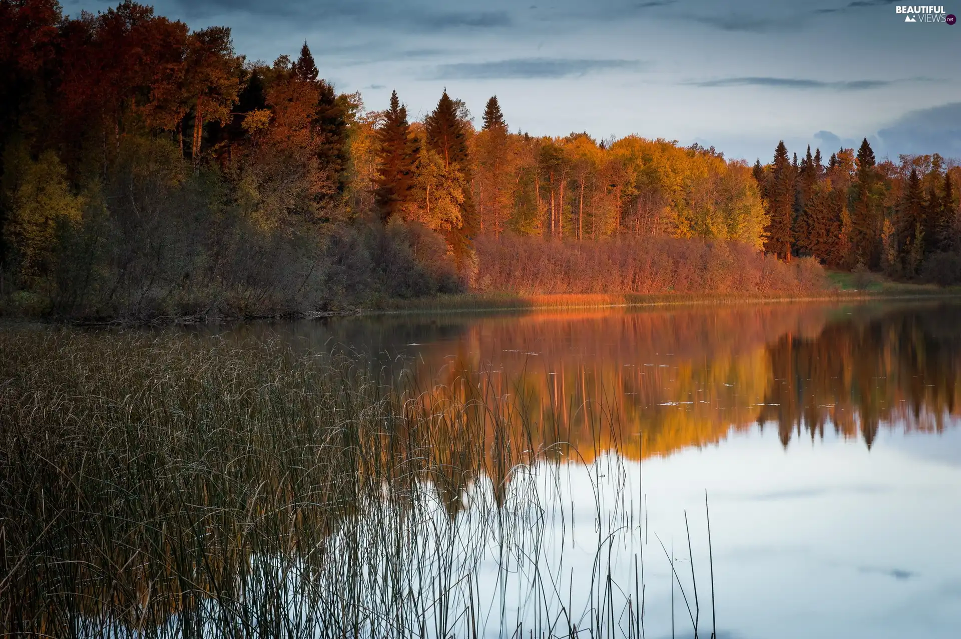 autumn, lake, woods