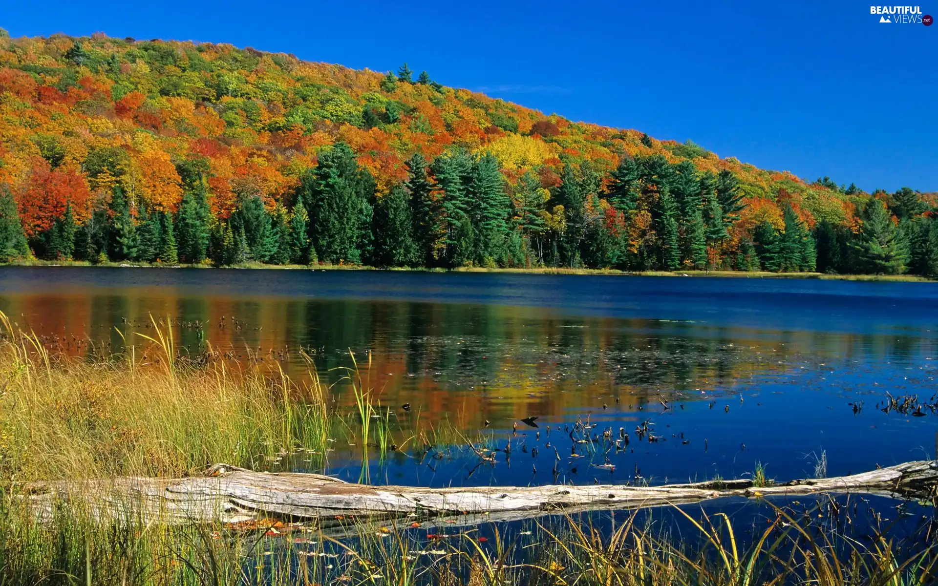 autumn, River, woods