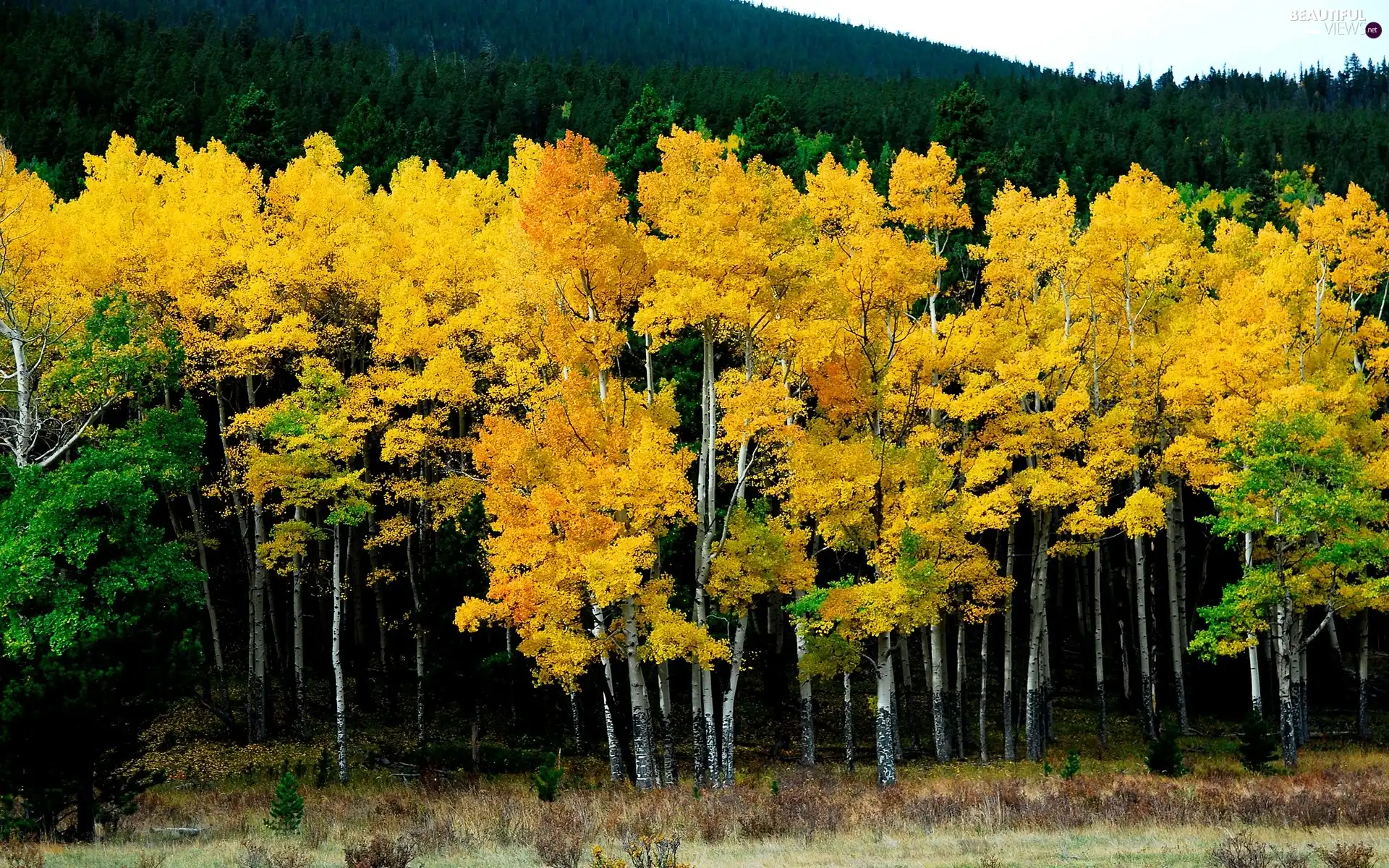 woods, viewes, autumn, trees